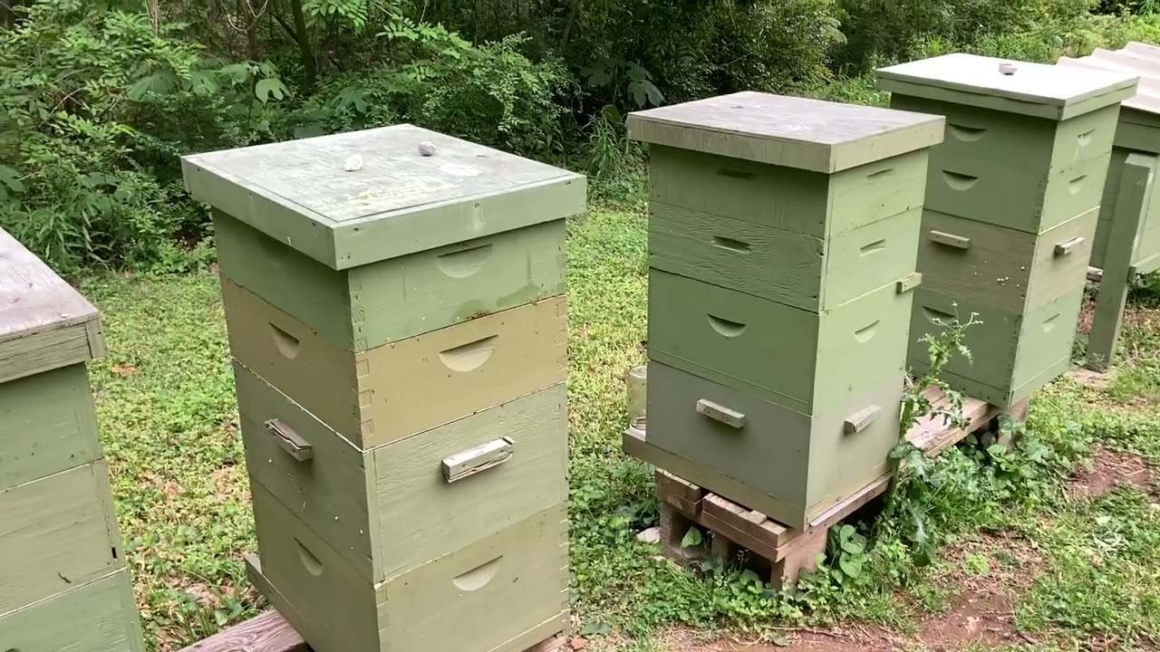 Bee Yard update 4/29/23. Making more nucs.