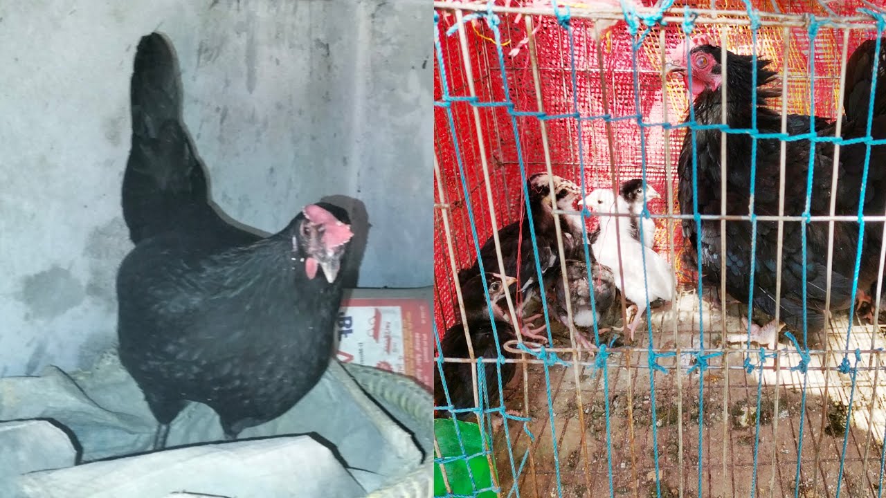 কতগুলো মুরগি একসাথে ডিম পাড়তে চলে এলো 🐓