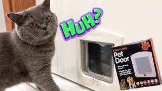 Şakir’in Yeni Kapısı. Kedi Kapısı Nasıl Takılır. Kedi Videoları | Kedim Konuşuyor | Cat Videos