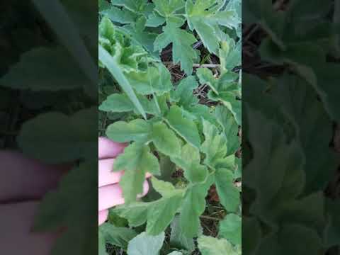 Video: Hogweed (rumput) - Tanaman Beracun, Sifat Hogweed, Hogweed Siberia, Hogweed Umum. Luka Bakar Hogweed