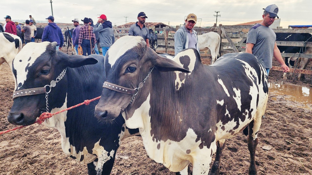 FEIRA DO GADO EM CAPOEIRAS-PE  20-02-2026 #nordeste