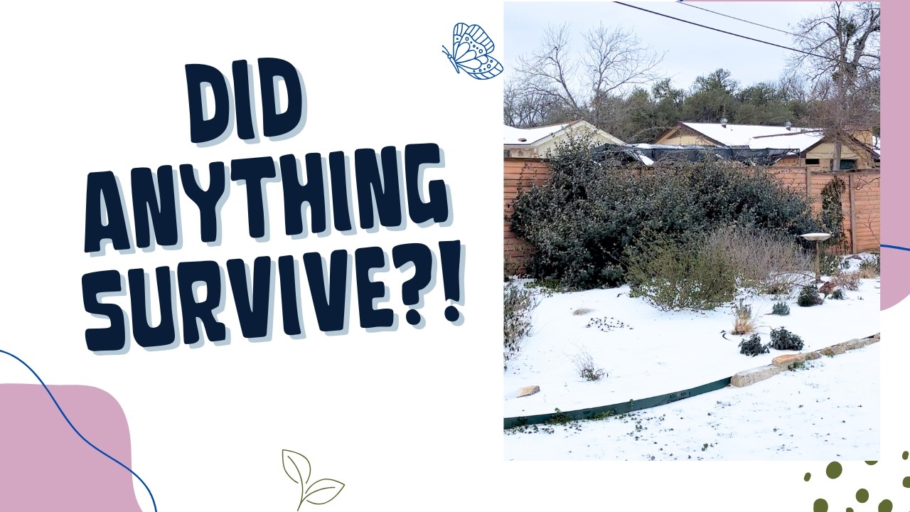 Экскурсия по садам после заморозков (зона 8b в Техасе) | Что погибло, а что оживает