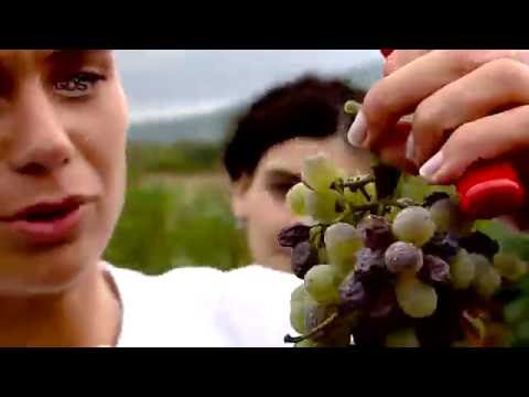 ,,გვიანი შუადღე\" რთველში | შეჯიბრება ვენახში და ტრადიციული ღვინის წურვა უძველეს საწნახელში