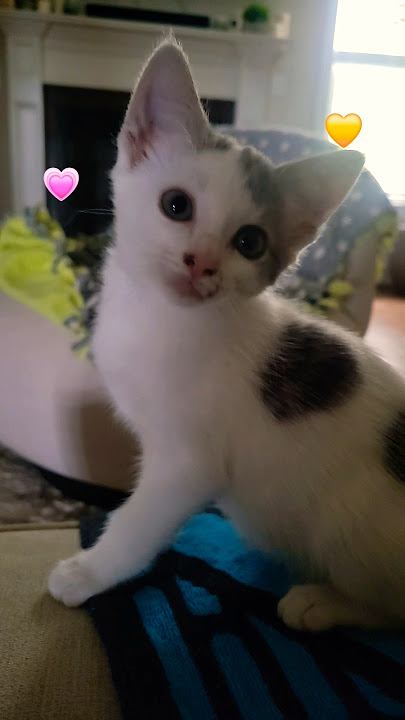 🙏Give me a little heart💕