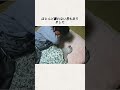 日本で最も心温まる記録映像、クマと人間の25年#事件