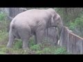 An Angry Elephant