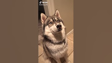 Funny Tiktok vid to watch during quarantine