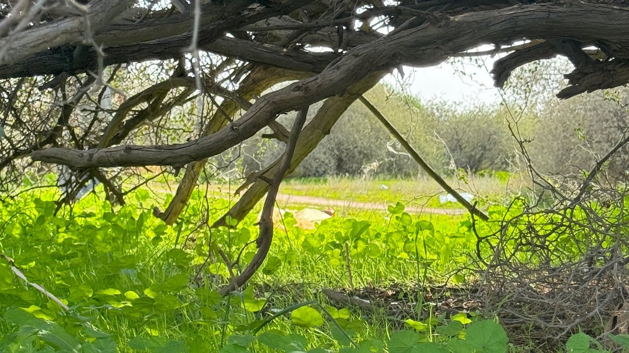 كشتة في فياض اعيوج لينه1445