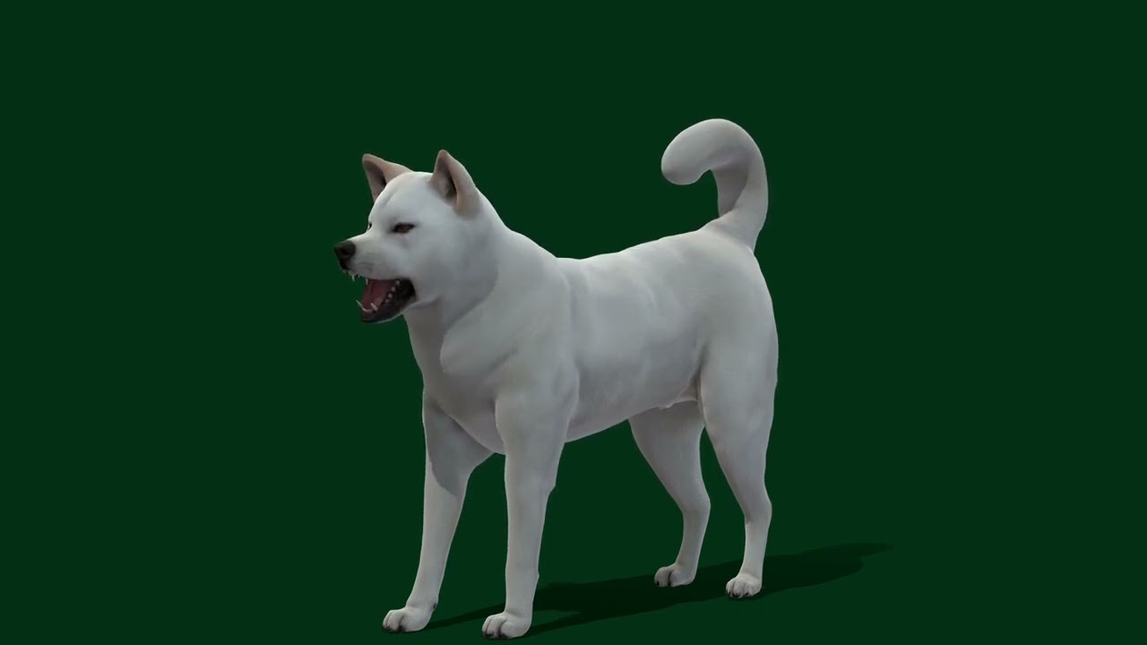 Kishu Inu Dog Breed - Superhive (formerly Blender Market)