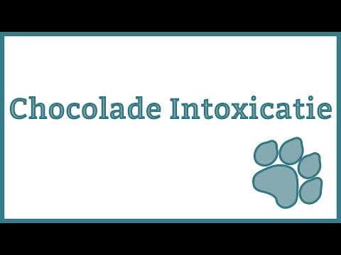 Video: Chocoladevergiftiging Bij Honden - Behandelingen Tegen Chocoladevergiftiging Voor Honden