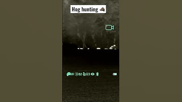 Wild boar hunting #shorts #hunting #wildlife #hunter #hog