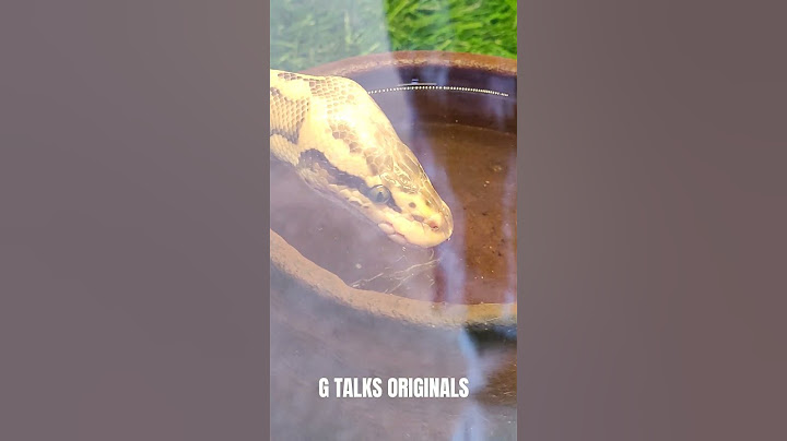 പാമ്പ് വെള്ളം കുടിക്കുന്നത് കണ്ടിട്ടുണ്ടോ 😱 #sanke #snakes #shorts