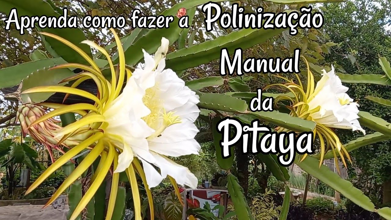 PITAYA - APRENDA COMO FAZER A POLINIZAÇÃO MANUAL é fácil e simples de ...