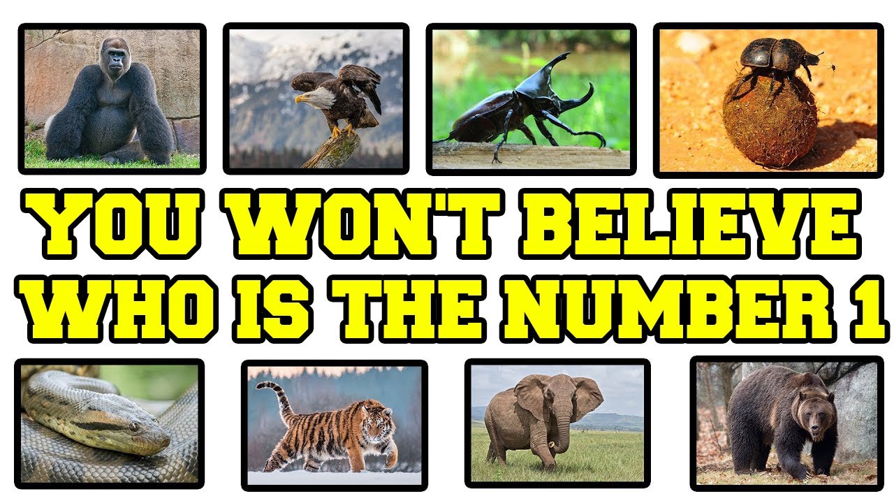 Top 10 strongest animals in the world | No 1 You Will not believe - YouTube