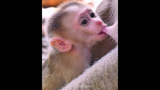 Best Clip...Newborn baby monkey is enjoying sweet milk by love - Monkey Leo's Life [ day 8 ]