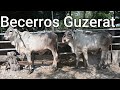 Becerros Guzerat y Gyr Exhibición Toros Raza Pura y Encastadas-El Salvador en el Campo