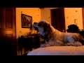Louie Likes Mishka