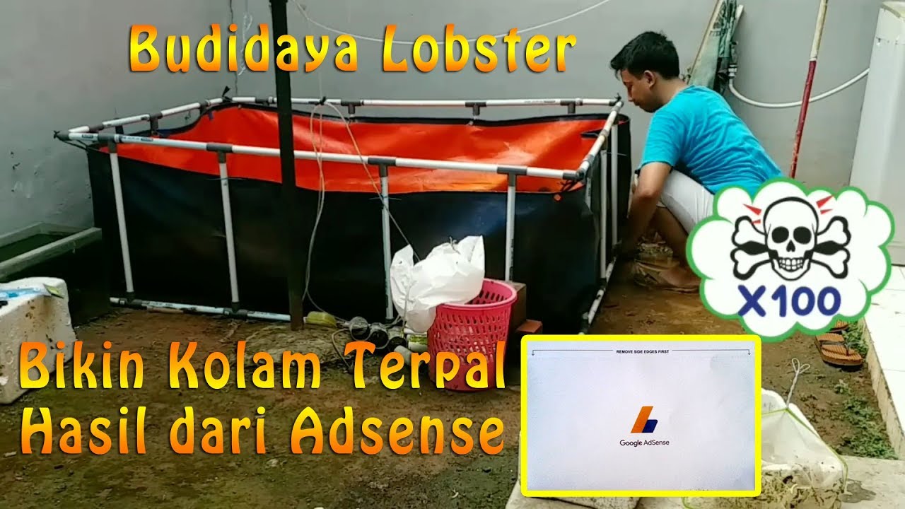 Belajar Usaha Tambak Udang