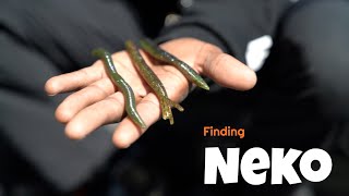 The Perfect Neko Rig Bait