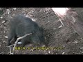 今猟期初イノシシ捕獲しました。