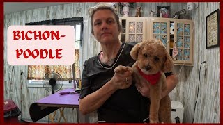 Bichon Poodle mix gets a haircut, doggrooming #poodle #Bichon