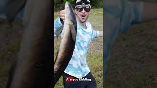 This tunnel monster almost got away! 😱 Massive Bullseye Snakehead catch! 🎣 #fishing #monsterfish #