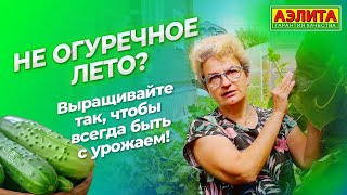 картинка: Не огуречное лето? Выращивайте эти гибриды, чтобы быть с урожаем! Обзор огурцов 2024