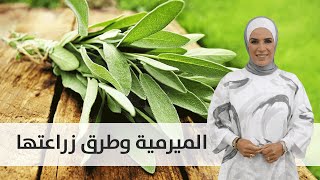 الميرمية وطرق زراعتها - مطبخ رؤيا