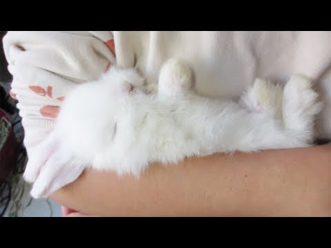 the-most-precious-sleepy-bunny