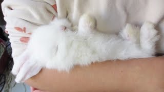 The Most Precious Sleepy Bunny by My BB Bunny 213,903 views 6 years ago 1 minute, 4 seconds