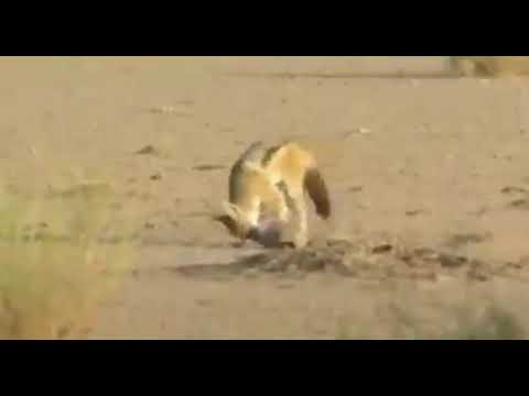 انظرو ماذا فعل الثعلب بالقنفذ
