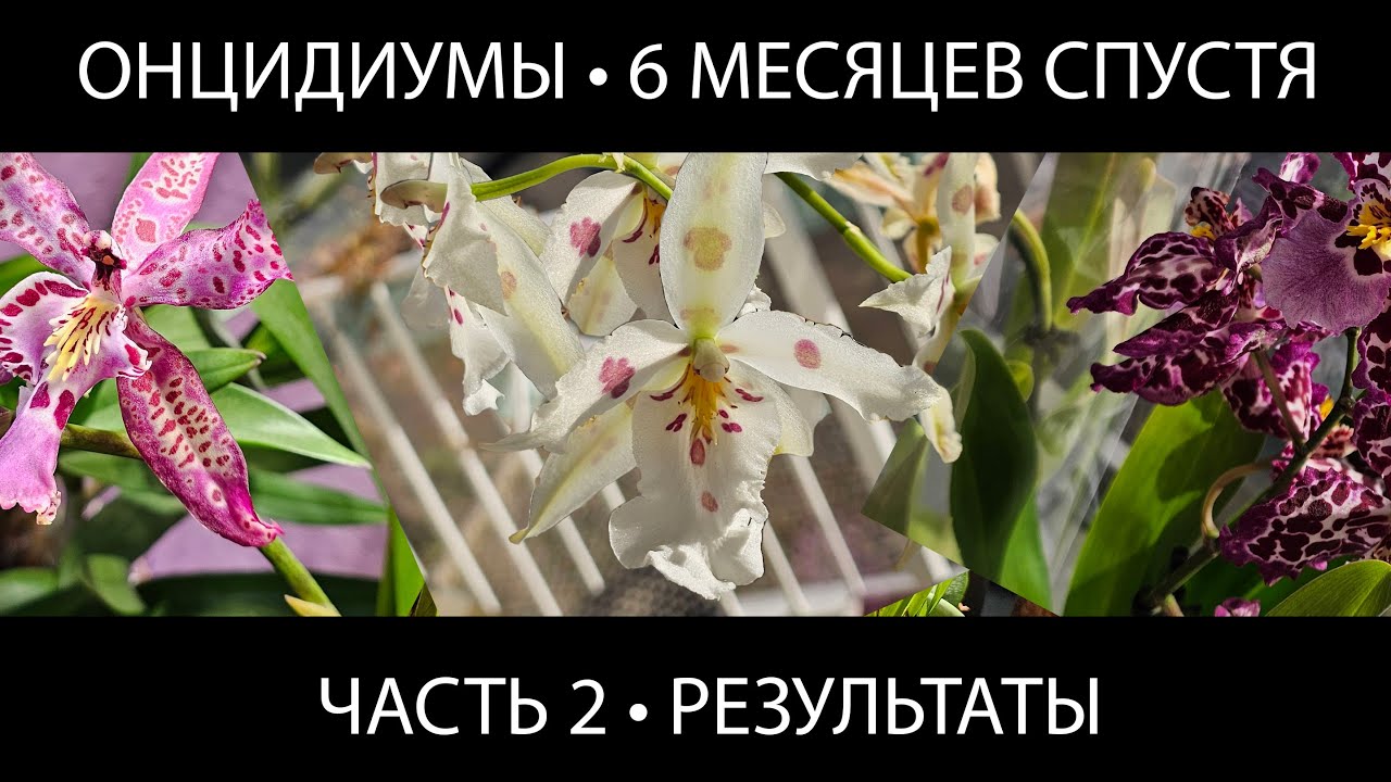 Онцидиумы через 6 месяцев после пересадки — выжили или нет? (Часть 2) #орхидеи #пересадкаорхидей