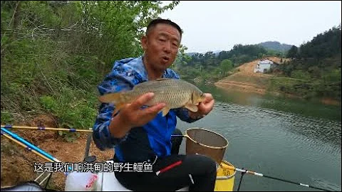 跟著大毛學釣魚之野釣鯽魚 - 天天要聞