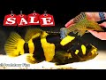 MONSTER FISH SALE!!!! *BLACK FRIDAY* SPECIAL - All fish in stock! You don't want to miss this one.