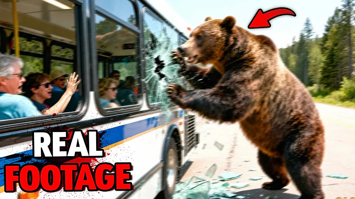Grizzly Bear Attacks Tour Bus in Alaska on November 2nd, 2025