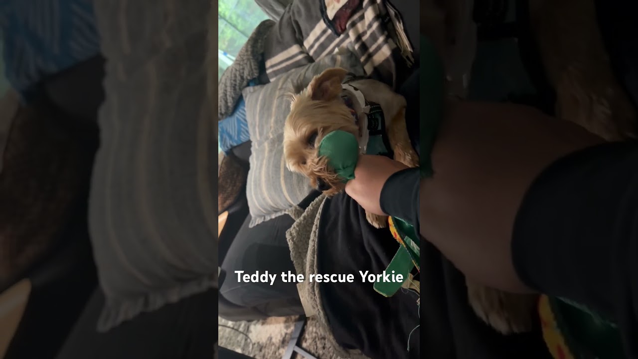 #dogs #dogsofyoutube #dogshorts #yorkie #rescuedogs #cruise