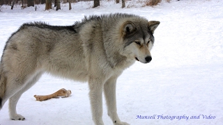 Yamnuska Wolfdog Sanctuary