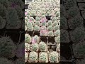 #succulent #cactus #다육이