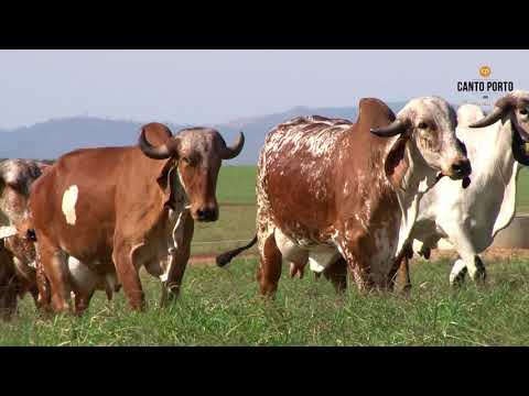 CANTO PORTO - LOTE DE MATRIZES GIR EM LACTAÇÃO