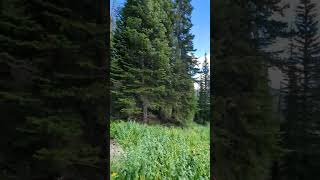 Avalanche Peak | Wildlife | Yellowstone | Hiking Adventures | Pickupsports | Scenic | 79
