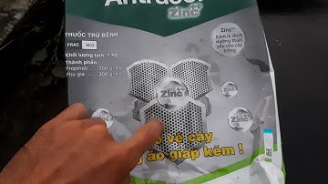 Bông tết cúc đại đóa 2022(1/11âl)tưới nấm định kỳ cho bông cúc