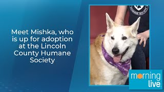 Meet Mishka, who is up for adoption at the Lincoln County Humane Society