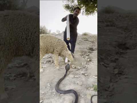 OMG Bhed Ke Samny Sanp