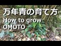 【2分でわかる、万年青の育て方！】日当たり、肥料、水やり、植え替え、赤い実【万年青の豊明園】How to grow OMOTO