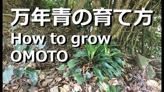 2分でわかる 万年青の育て方 日当たり 肥料 水やり 植え替え 赤い実 万年青の豊明園 How To Grow Omoto Youtube