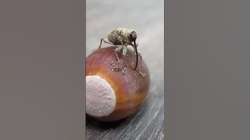 Weevil Drilling Into an Acorn |  #shorts #facts #new