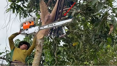 Cưa Bỏ Cây Xoài Ngây Đường Dây Điện 