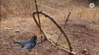 صنع فخ لصيد الطيور بمواد بصيطة.Make a bird trap with simple materials