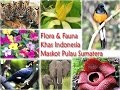 Dunia Flora Fauna Unik dari Bumi Andalas