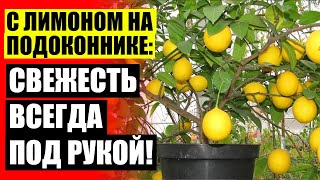 ⚫ Лимонное дерево купить в ростове на дону ❗ Недавно я посадил лимон